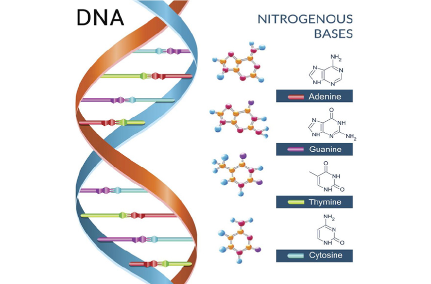 پَور پَور گواہی دے گی
