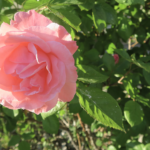 ایک سبق آموزبات